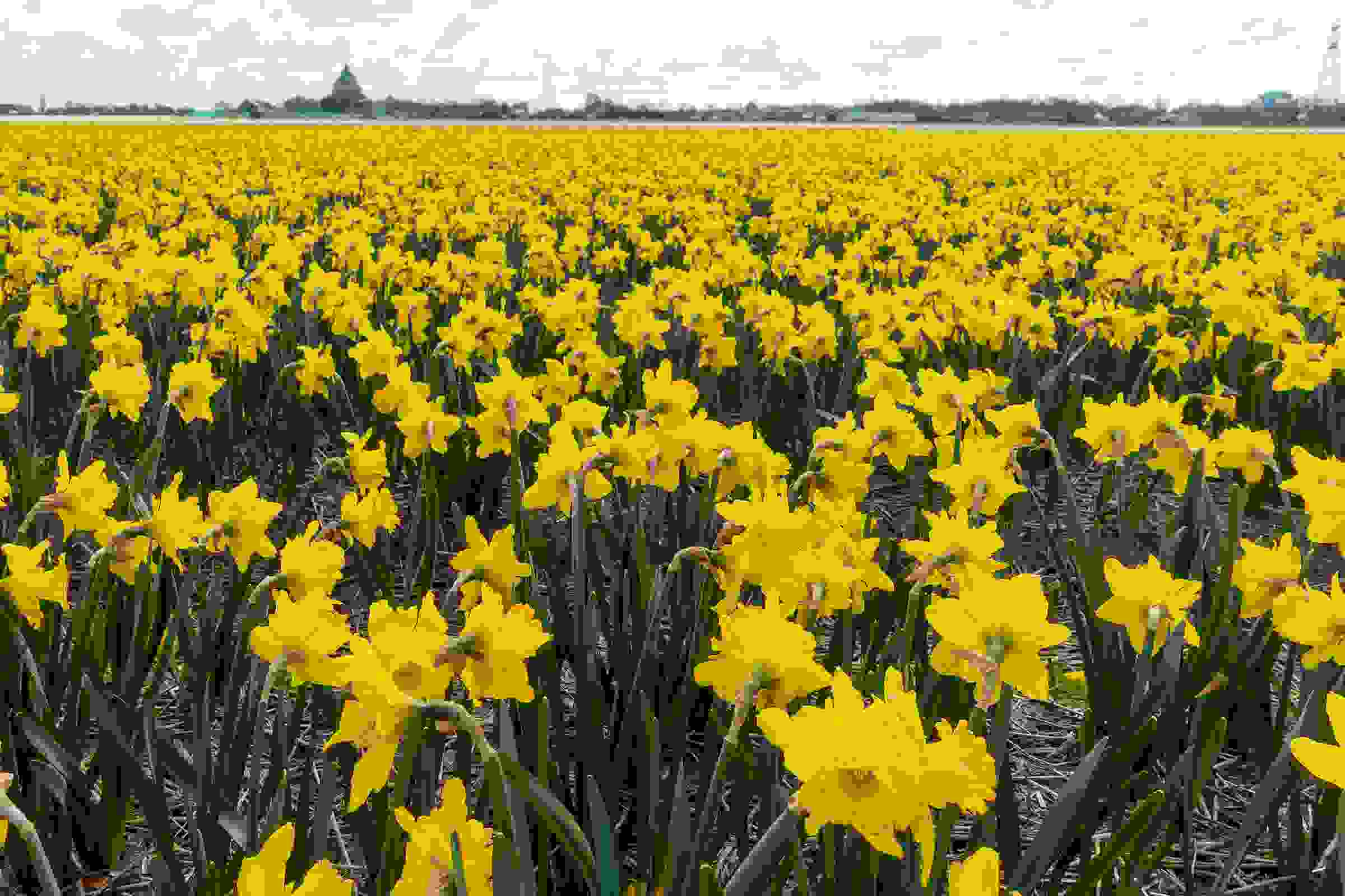 Bollenrit Rotaryclub Rijnwoude